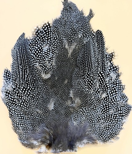 Guinea fowl body - guinea,