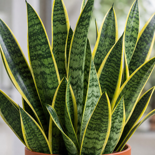Snake plant sansevieria - snake,
