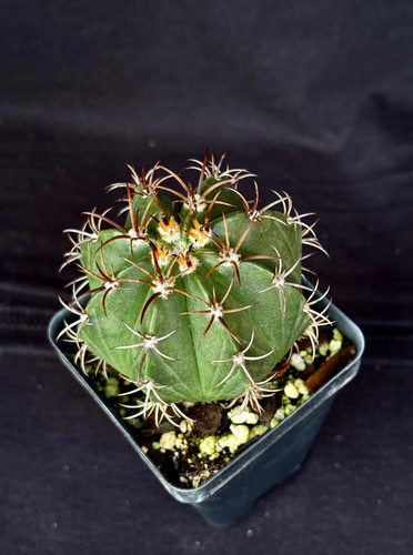 Melocactus matanzanus cactus - matanzanus,,