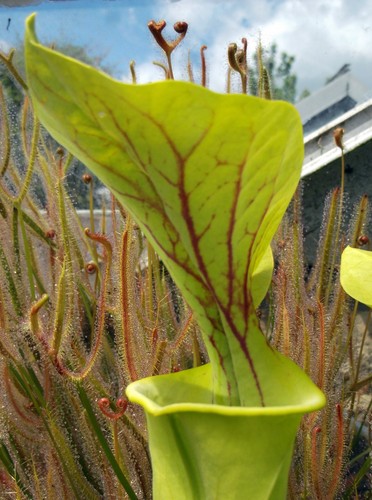 Sarracenia flava - flava, v.