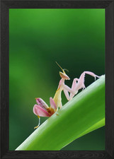 praying mantis Framed Wall Art