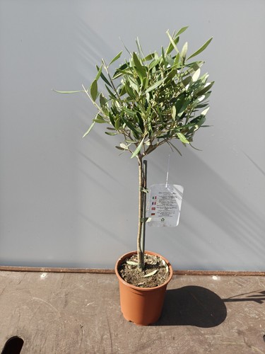 Mini standard olive tree - tree, olea