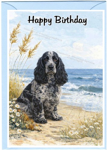 Cocker spaniel blue roan dog - spaniel,