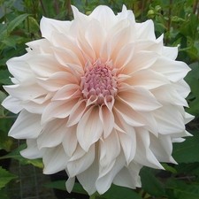 Dinnerplate Dahlia Cafe Au