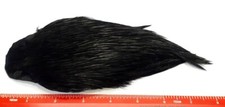 Dyed Black Indian Cock