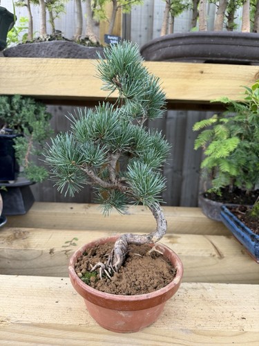 Potted pine bonsai tree - bonsai, pinus