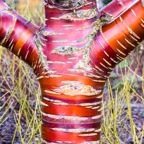 Prunus serrula tibetan - |,