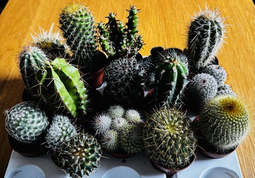Midi cactus plants bundle - midi,