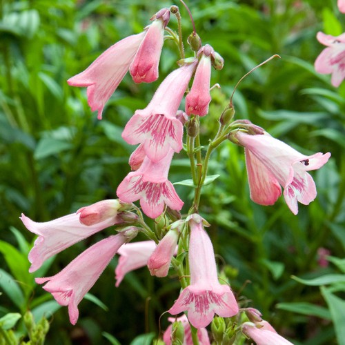 Penstemon apple blossom - penstemon, hardy