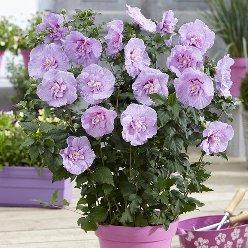 Hibiscus lavender chiffon 3l - chiffon,,