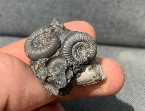 Dactylioceras gracile jurassic - gracile,