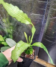 Epiphyllum “Fruhlings Gold” Orchid Cactus Mature Rooted Flowering Potted 20cm+ 