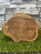 20 Year Air Dried Yew (I