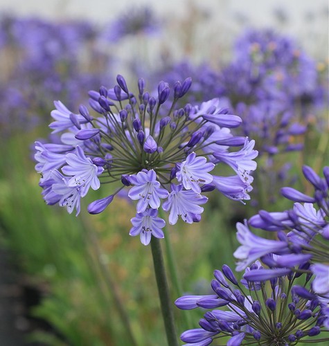 Agapanthus johanna dark blue - dark,