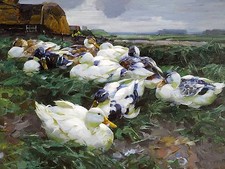 DUCKS IN A FIELD A. Koester