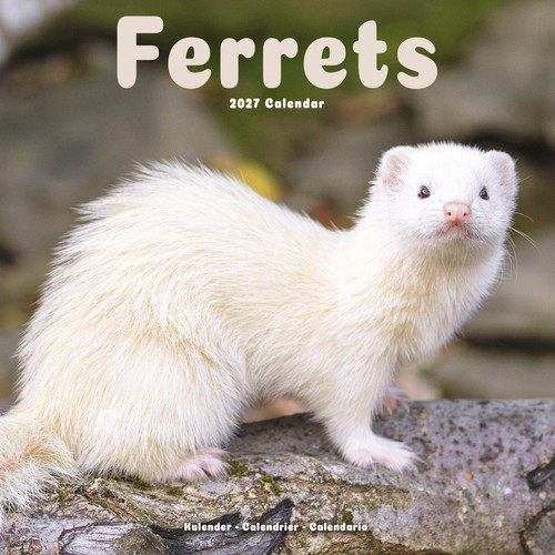 Ferrets 2027 calendar animal - ferrets,