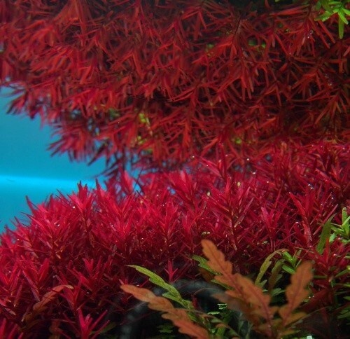 Rotala vietnam tropical - rotala,