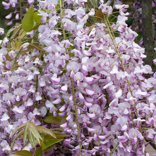 Wisteria floribunda pink - floribunda,
