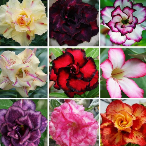Adenium obesum mixed - obesum,
