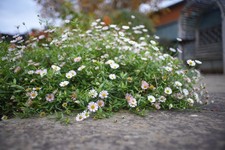 PRACTIGA 200mm f/4.5 +