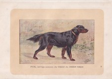 1896 GORDON SETTER DOG Print -