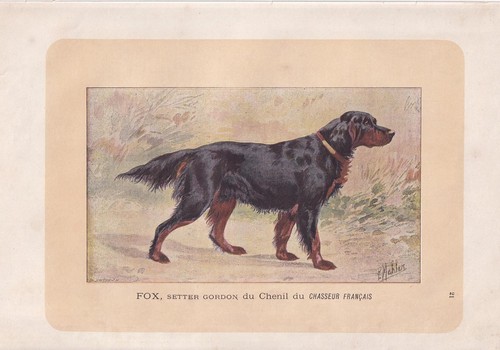 1896 gordon setter dog - setter,