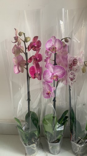 Orchid indoor plant - orchid,