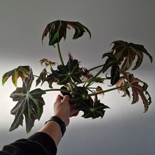 Begonia Draco – 12cm Pot