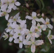 Clematis Montana 'Wilsonii'