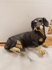 black and White Dachshund dog