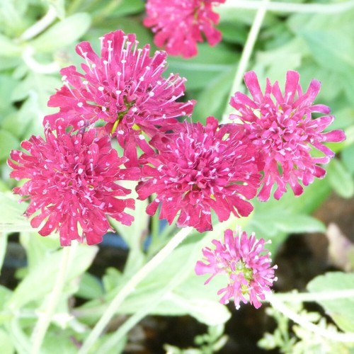 Knautia macedonica plant - knautia,