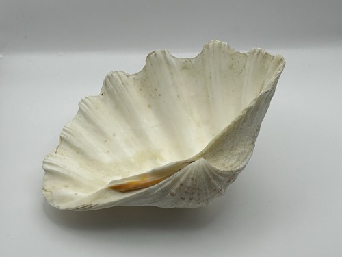 Large natural half - large, shell