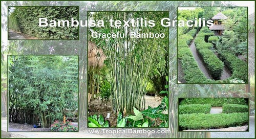 Graceful bamboo bambusa - graceful,
