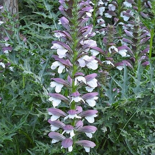 Acanthus spinosus 9cm pot - acanthus, -9cm