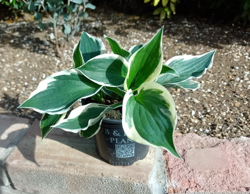 Hosta wide brim pot - pot, plant