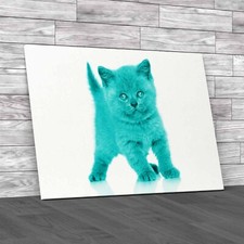 Adorable British Shorthair