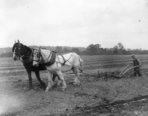 Horse drawn plough competing - horse-drawn,