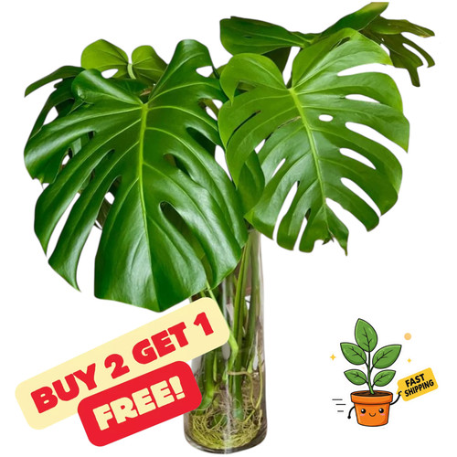 Monstera deliciosa rooted - monstera,
