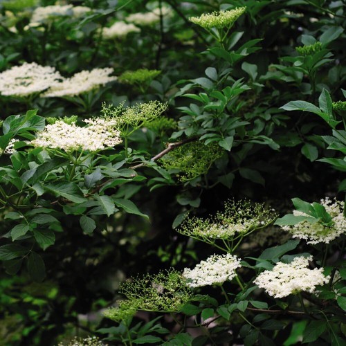 Elderberry golden tower - 'golden,