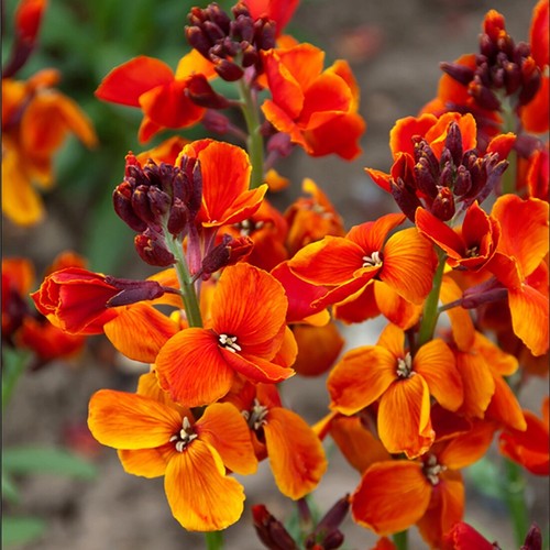 Wallflower fire king - king, plants