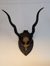 Museum Quality Mounted Black