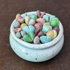 Living Gemstones, Lithops Mixture, Rare Lithops, Lithops Plants, Mesembs