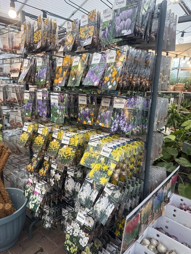 Bulbs garden - bulbs,