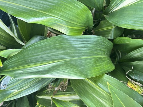 Cast iron aspidistra 8 - cast,