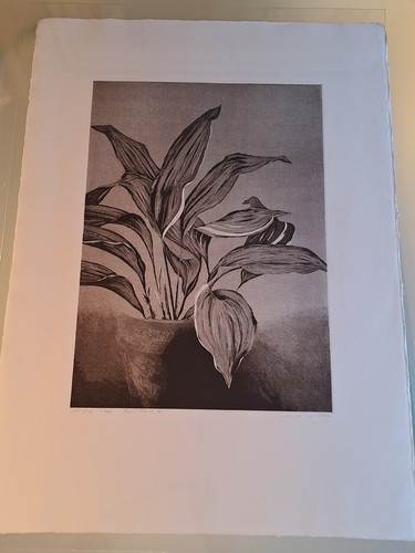 Aspidistra limited run signed - aspidistra,,