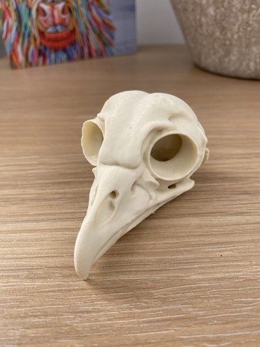 Owl skull replica barred - owl,
