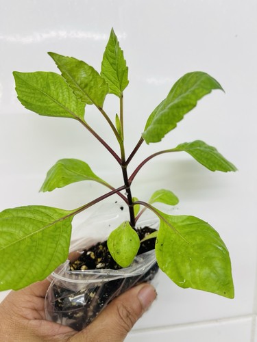 Dahlia plants bloody mary - plants-,