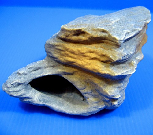 Fish tank cichlid - fish, mf