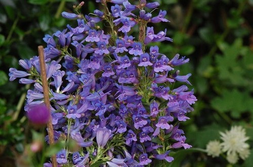 Penstemon heterophyllus - penstemon,