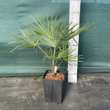 Trachycarpus fortunei X